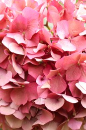 Photo of Beautiful pink hydrangea flower as background, closeup