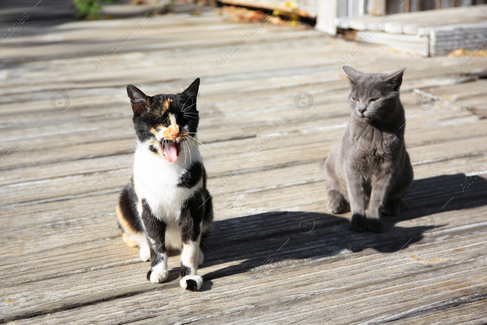 Photo of Stray cats outdoors on sunny day. Homeless animals