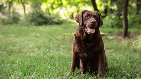 Cute Chocolate Labrador Retriever on green grass in summer park