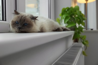 Photo of Cute Birman cat on windowsill near radiator at home