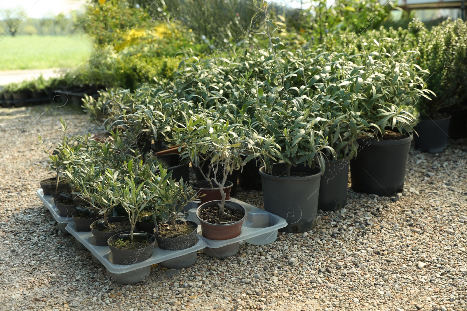 Photo of Many different potted plants on gravel outdoors