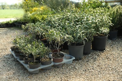 Many different potted plants on gravel outdoors