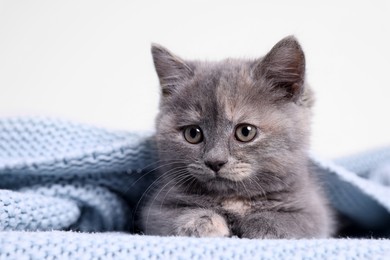 Cute fluffy kitten in light blue knitted blanket against white background