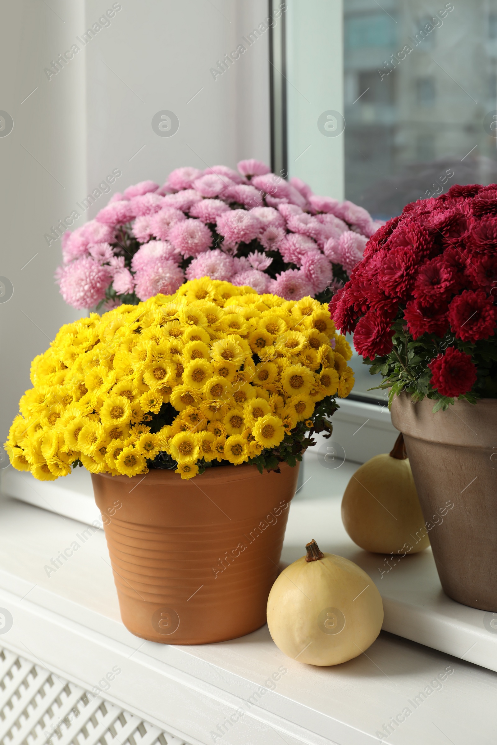 Photo of Beautiful potted chrysanthemum flowers and pumpkins on windowsill indoors