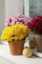 Photo of Beautiful potted chrysanthemum flowers and pumpkins on windowsill indoors