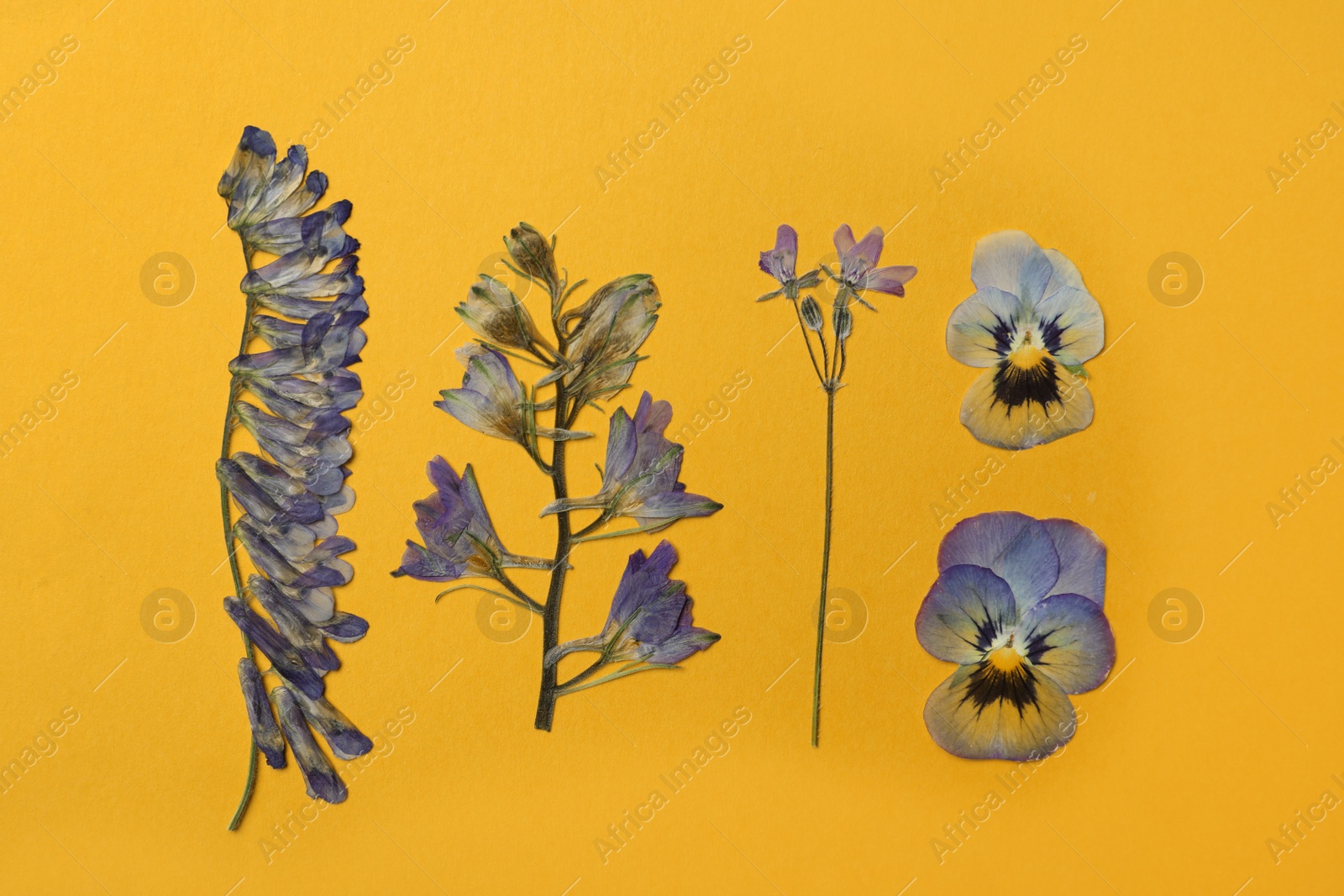 Photo of Pressed dried flowers on orange background, flat lay. Beautiful herbarium