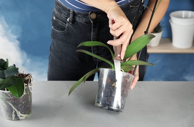 Photo of Woman transplanting orchid plant on table, closeup