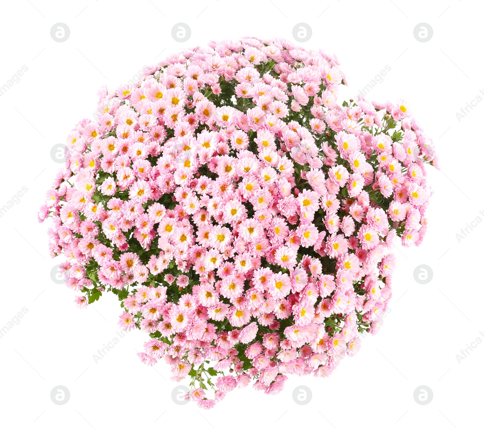 Photo of Bunch of beautiful chrysanthemum flowers on white background, top view