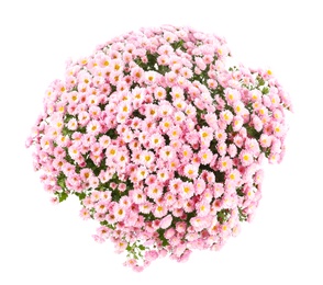 Bunch of beautiful chrysanthemum flowers on white background, top view