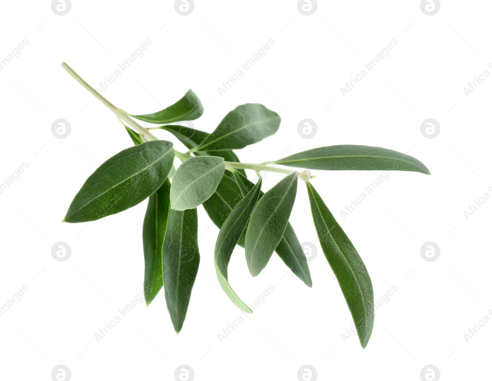 Photo of Twig with fresh green olive leaves on white background