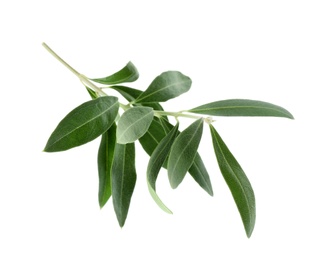 Twig with fresh green olive leaves on white background