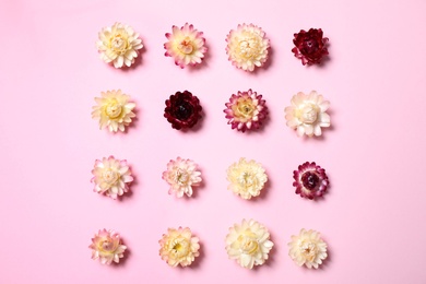 Flat lay composition with beautiful flowers on pink  background
