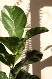 Photo of Beautiful ficus plant with wet leaves near beige wall. House decoration