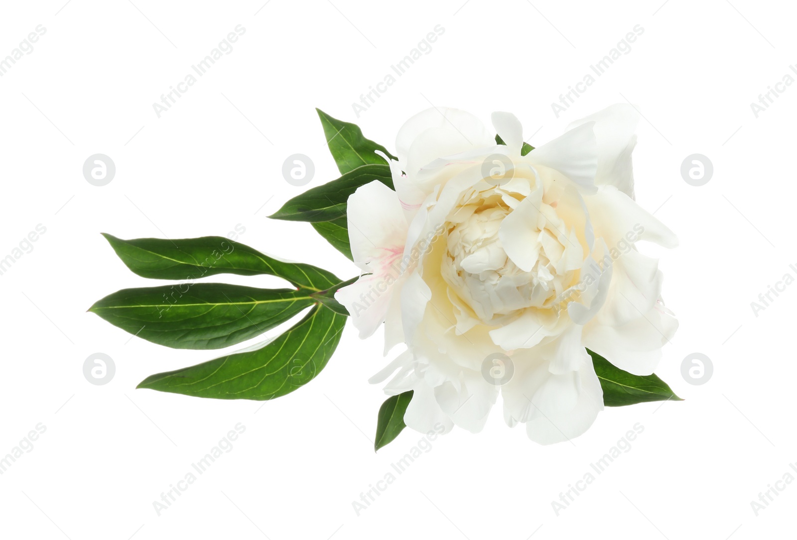 Photo of Beautiful fragrant peony flower isolated on white