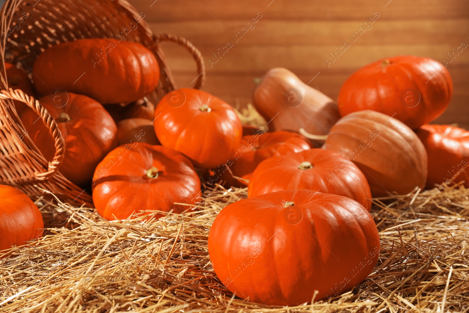 Photo of Fresh orange pumpkins and wicker basket on dry hay in barn