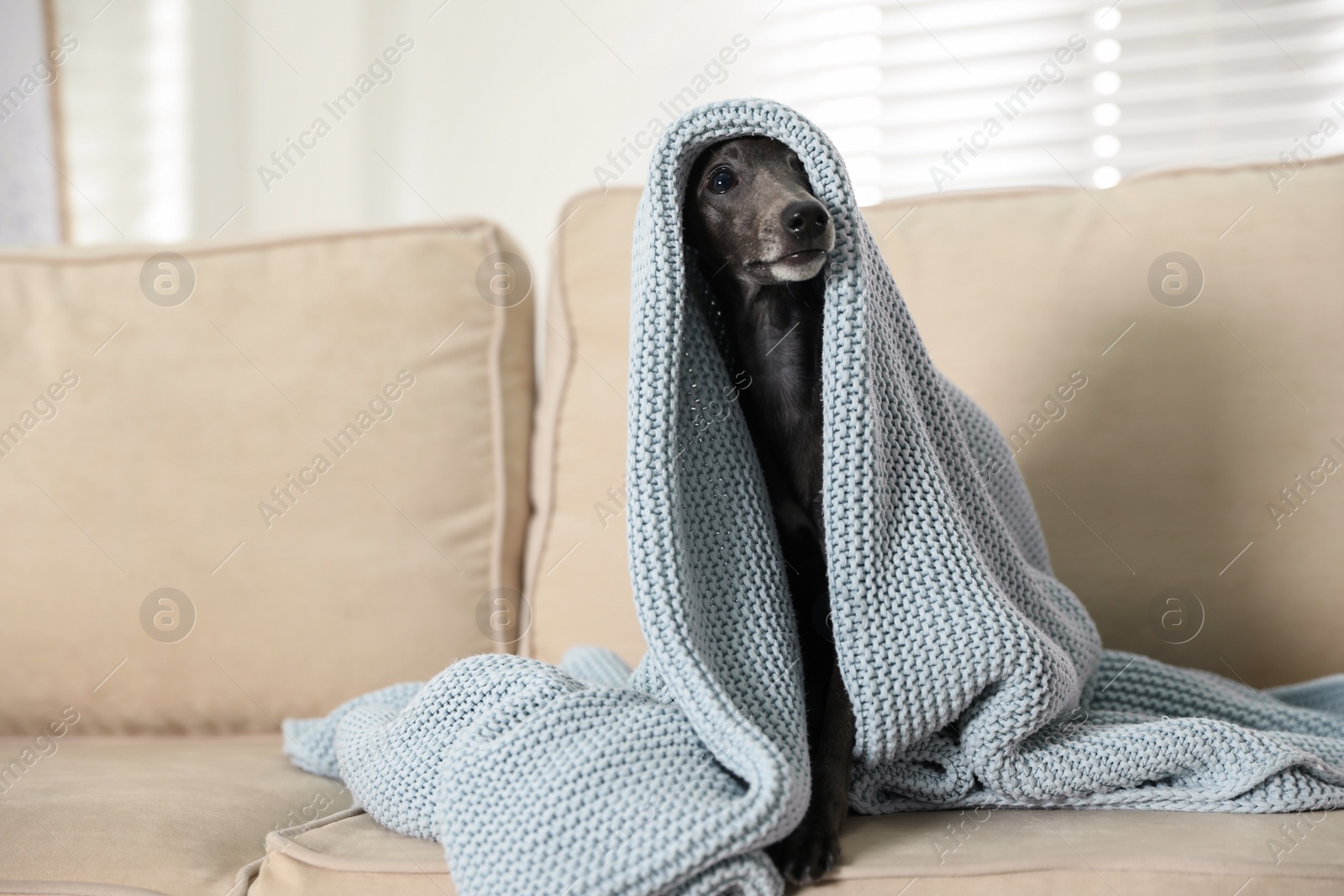 Photo of Italian Greyhound dog covered with plaid on sofa at home