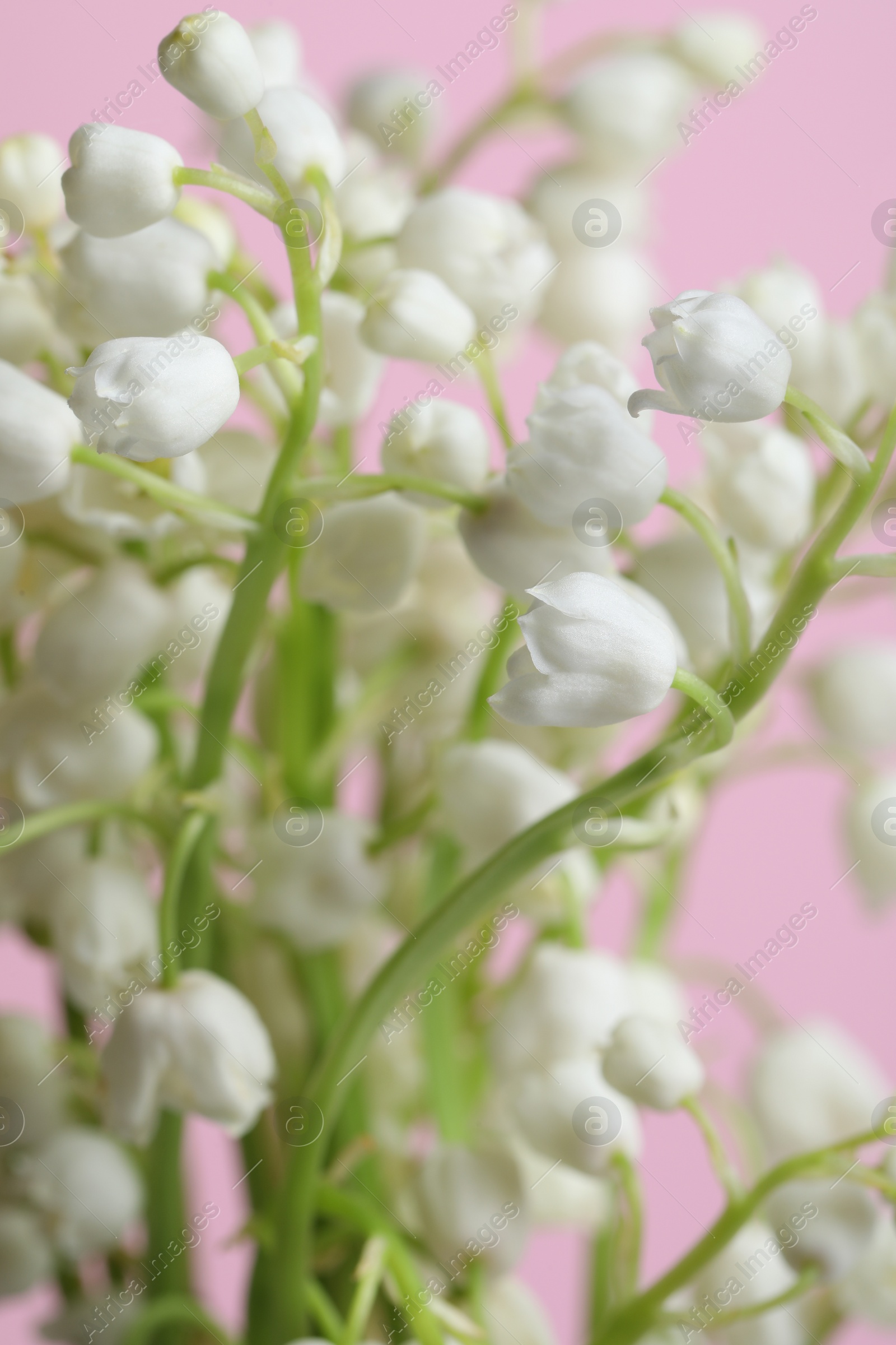 Photo of Beautiful lily of the valley flowers on pink background, closeup