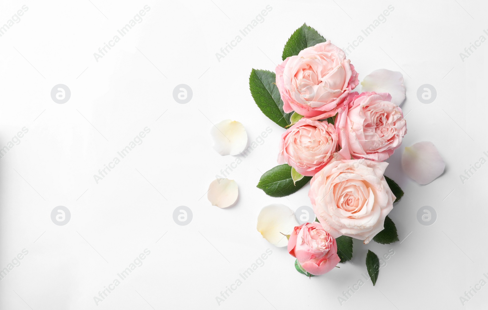 Photo of Beautiful roses and space for text on white background, top view