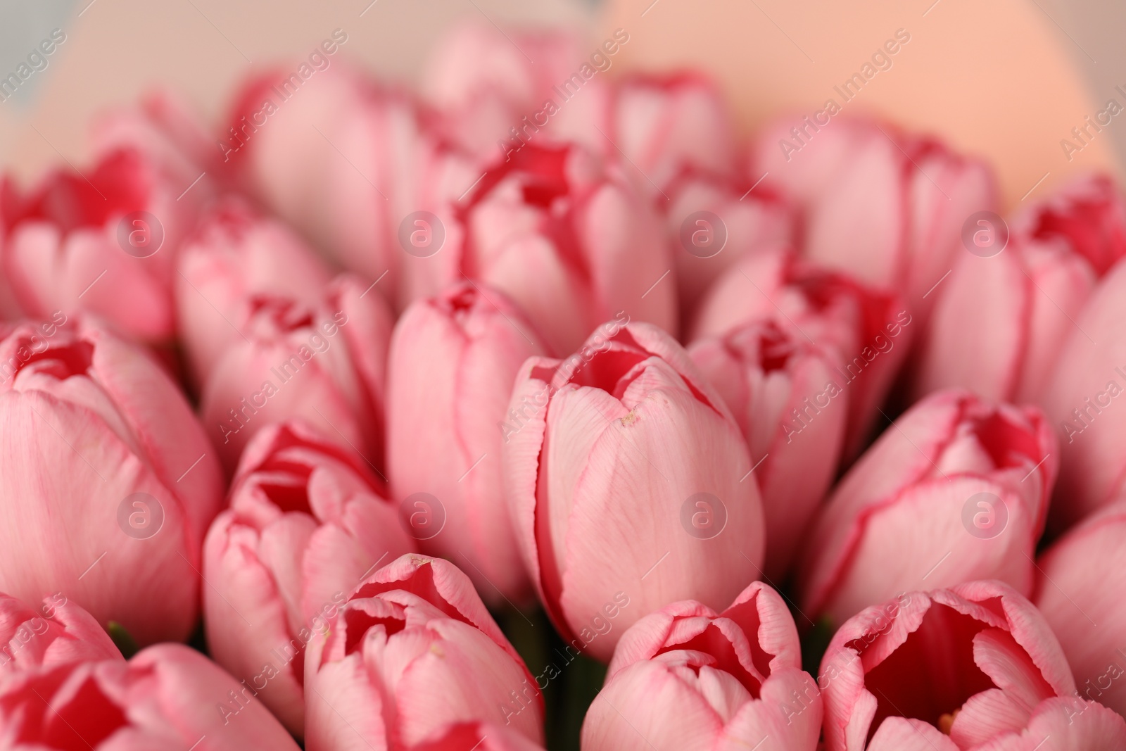 Photo of Bouquet of beautiful pink tulips as background, closeup