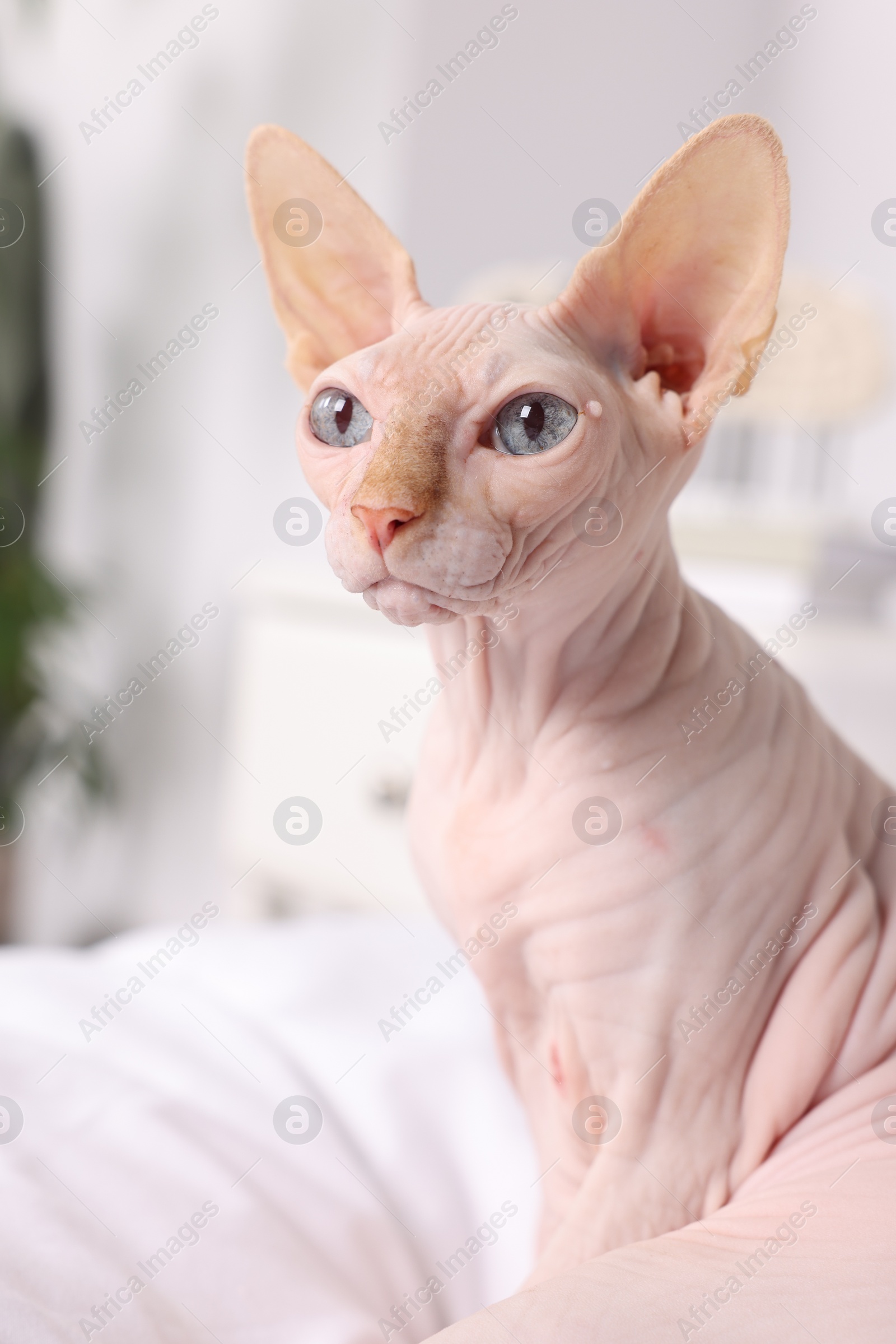 Photo of Cute Sphynx cat on bed at home. Lovely pet