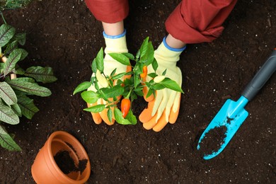 Woman transplanting pepper plant into soil, top view