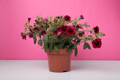 Photo of Beautiful potted petunia flower on white table against pink background