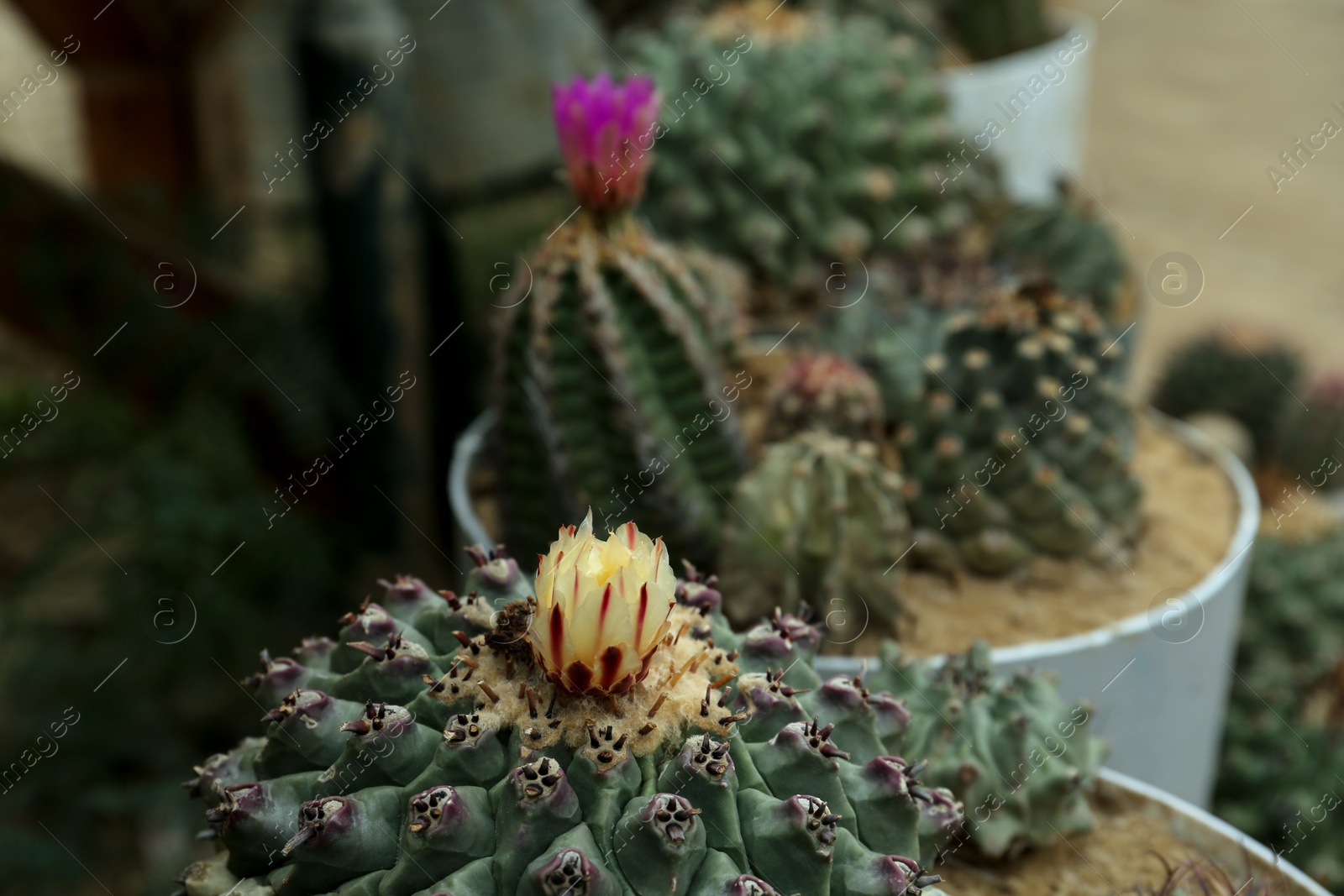 Photo of Different beautiful cacti in pots outdoors, closeup view