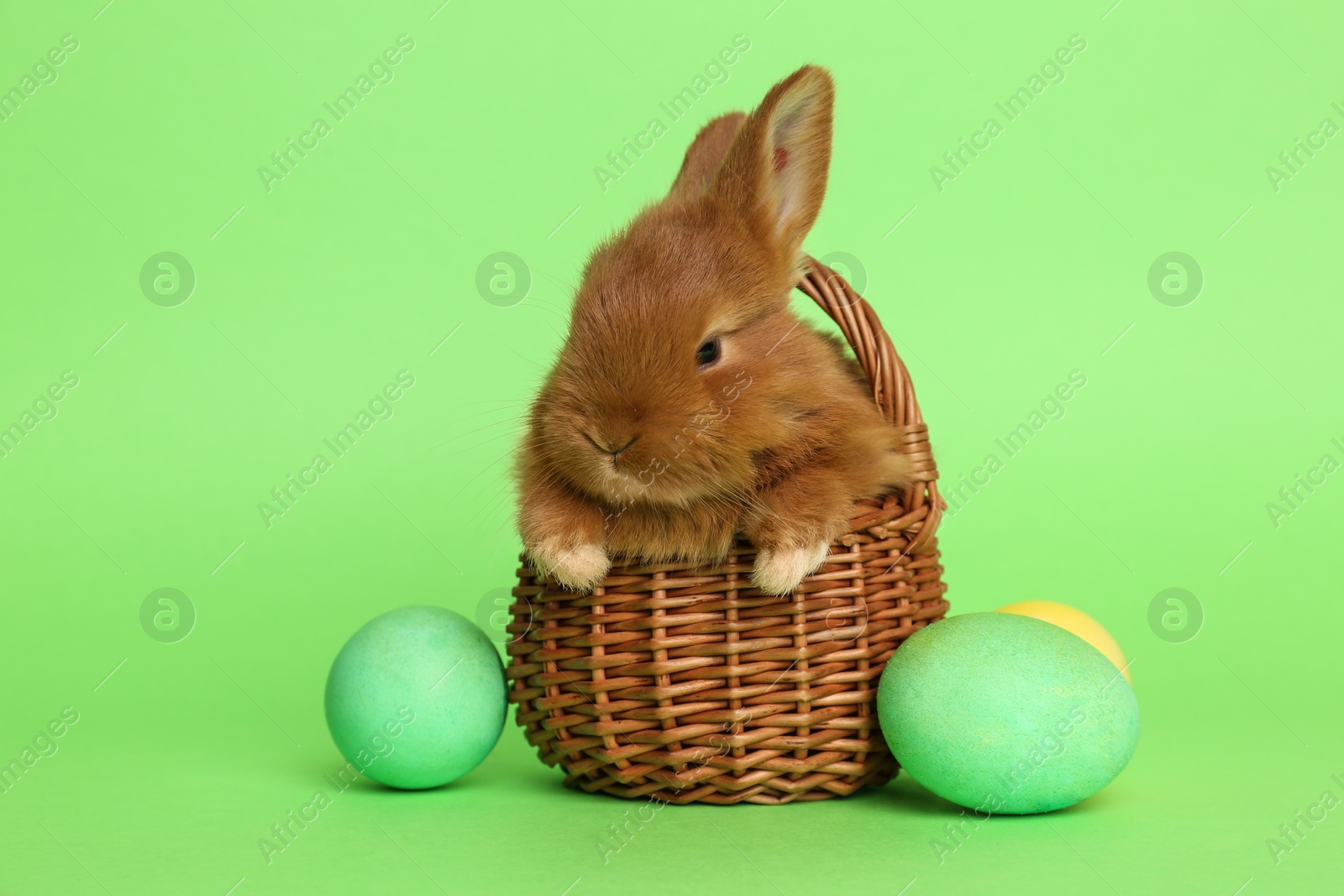 Photo of Adorable fluffy bunny in wicker basket and Easter eggs on green background