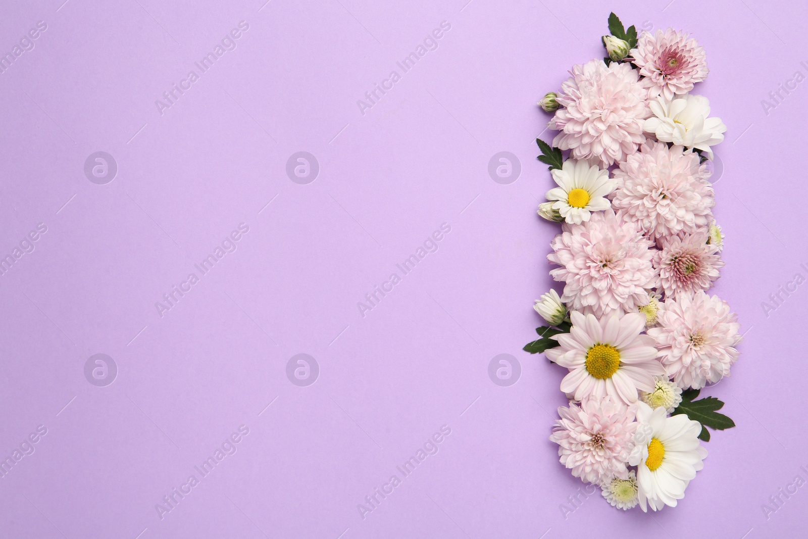 Photo of Beautiful chrysanthemum flowers on violet background, flat lay. Space for text