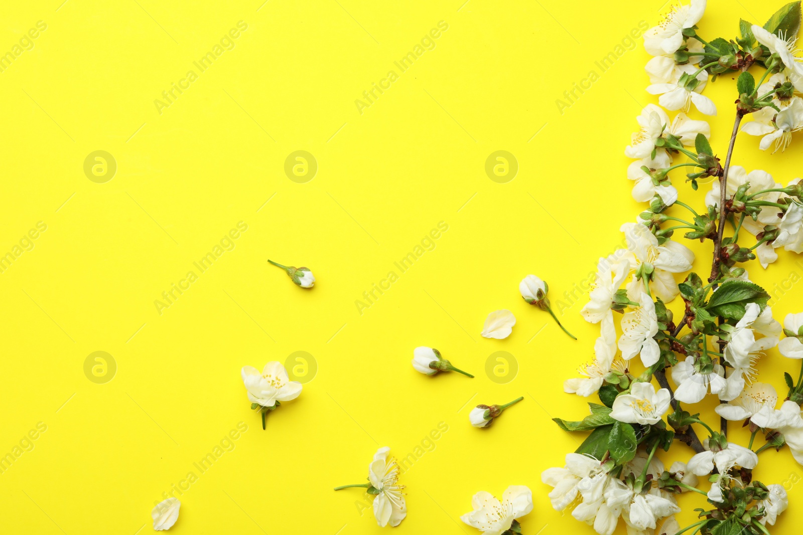 Photo of Flat lay composition of beautiful fresh spring flowers on color background, space for text