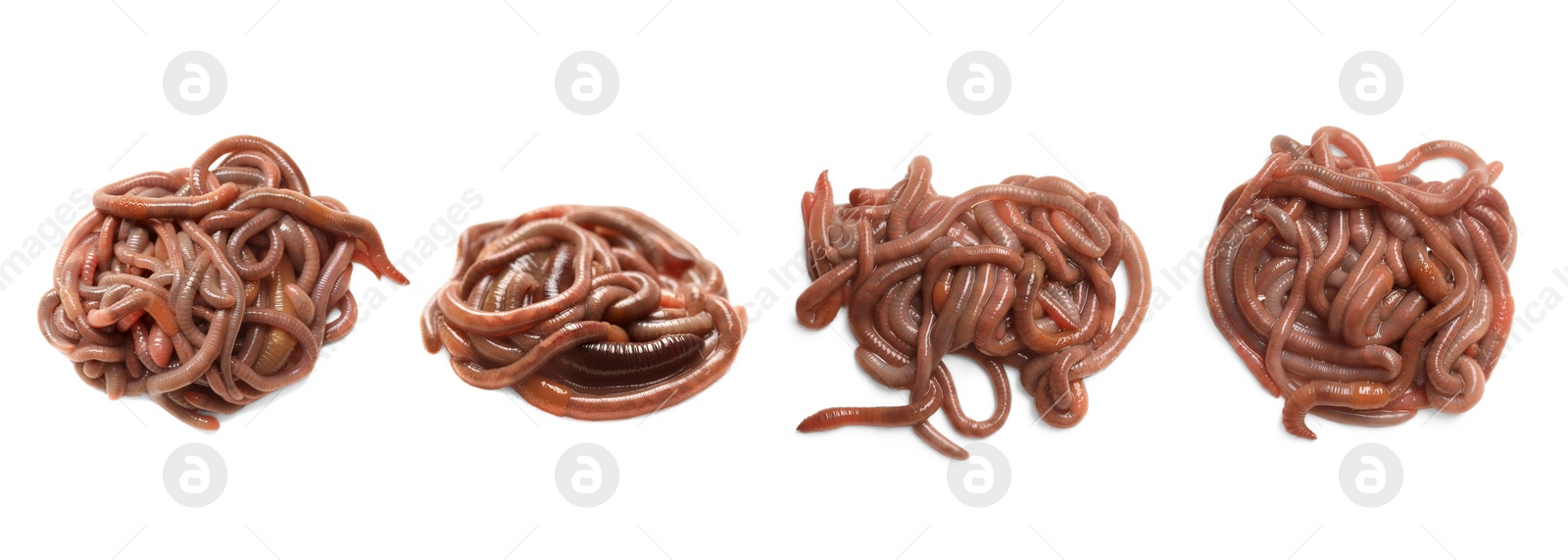 Image of Set with many worms isolated on white