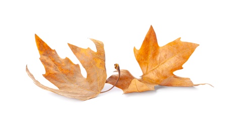 Photo of Dry leaves on white background. Autumn season