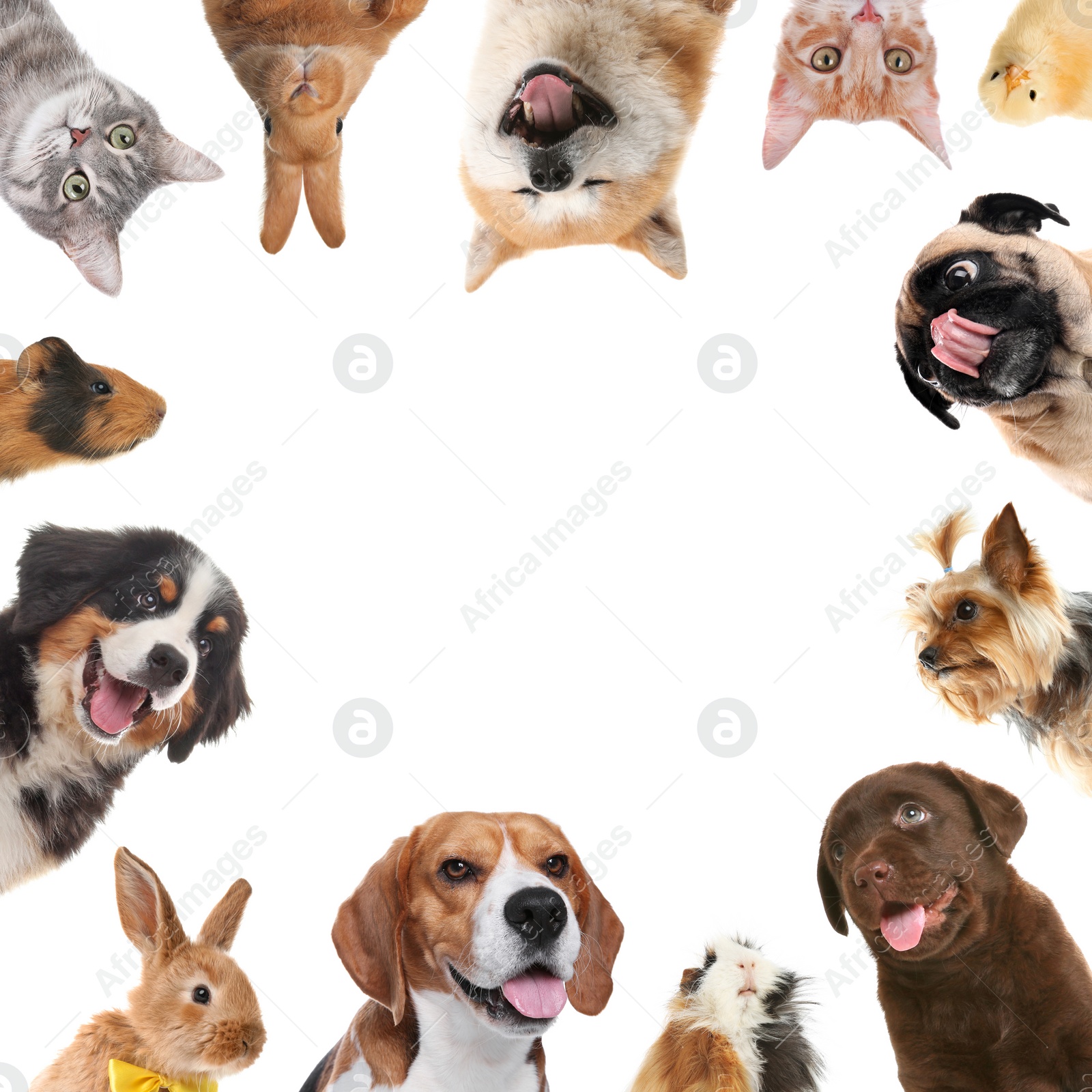 Cute different animals on white background, collage Image of Cute different animals on white background, collage