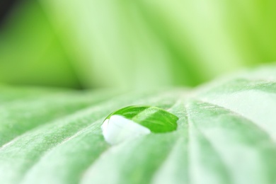 Photo of Macro view of water drop on green leaf