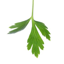Photo of Fresh green parsley leaf isolated on white