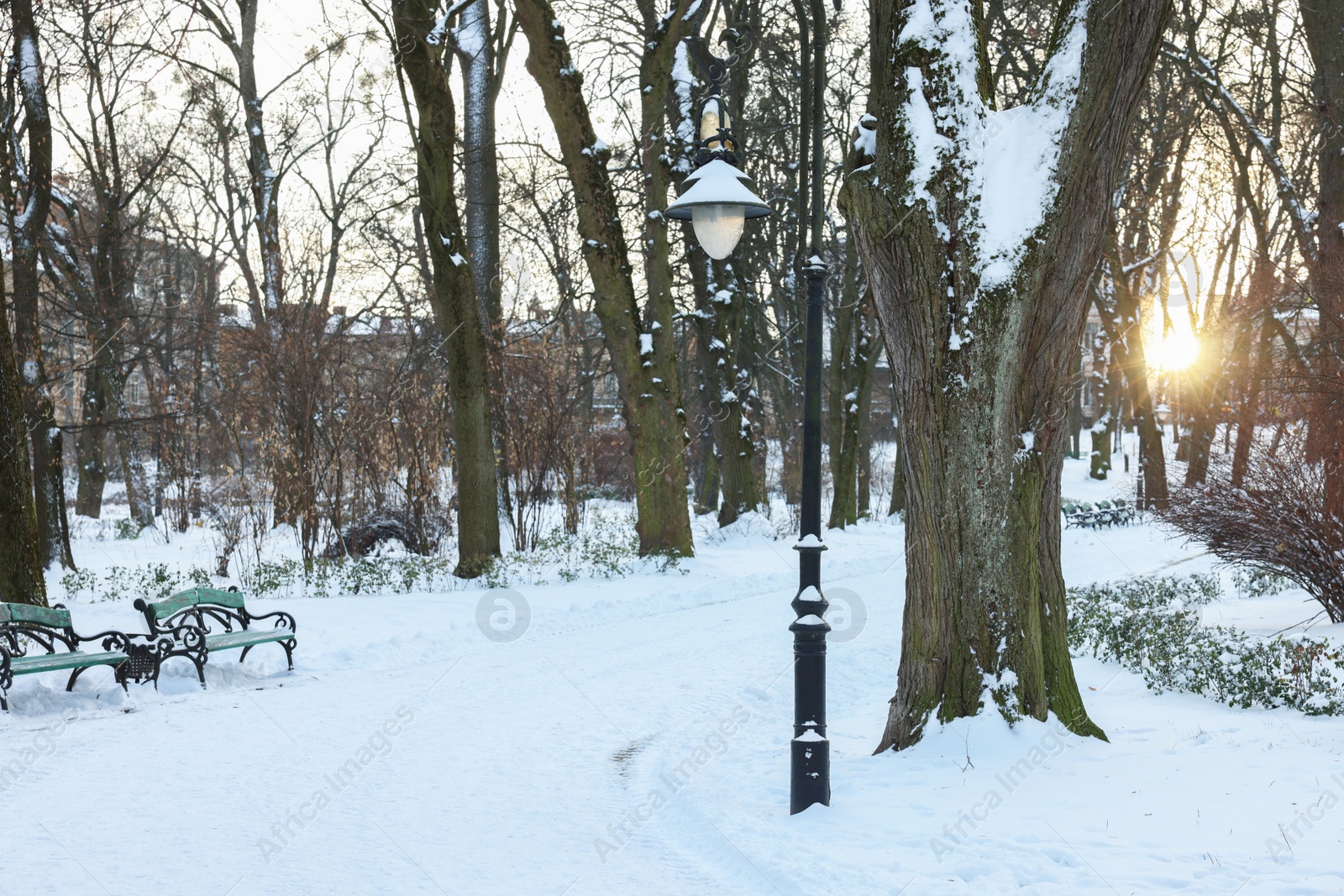 Photo of Sunbeams shining through trees in snowy park