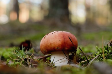 Photo of Russula mushroom growing in forest, closeup view