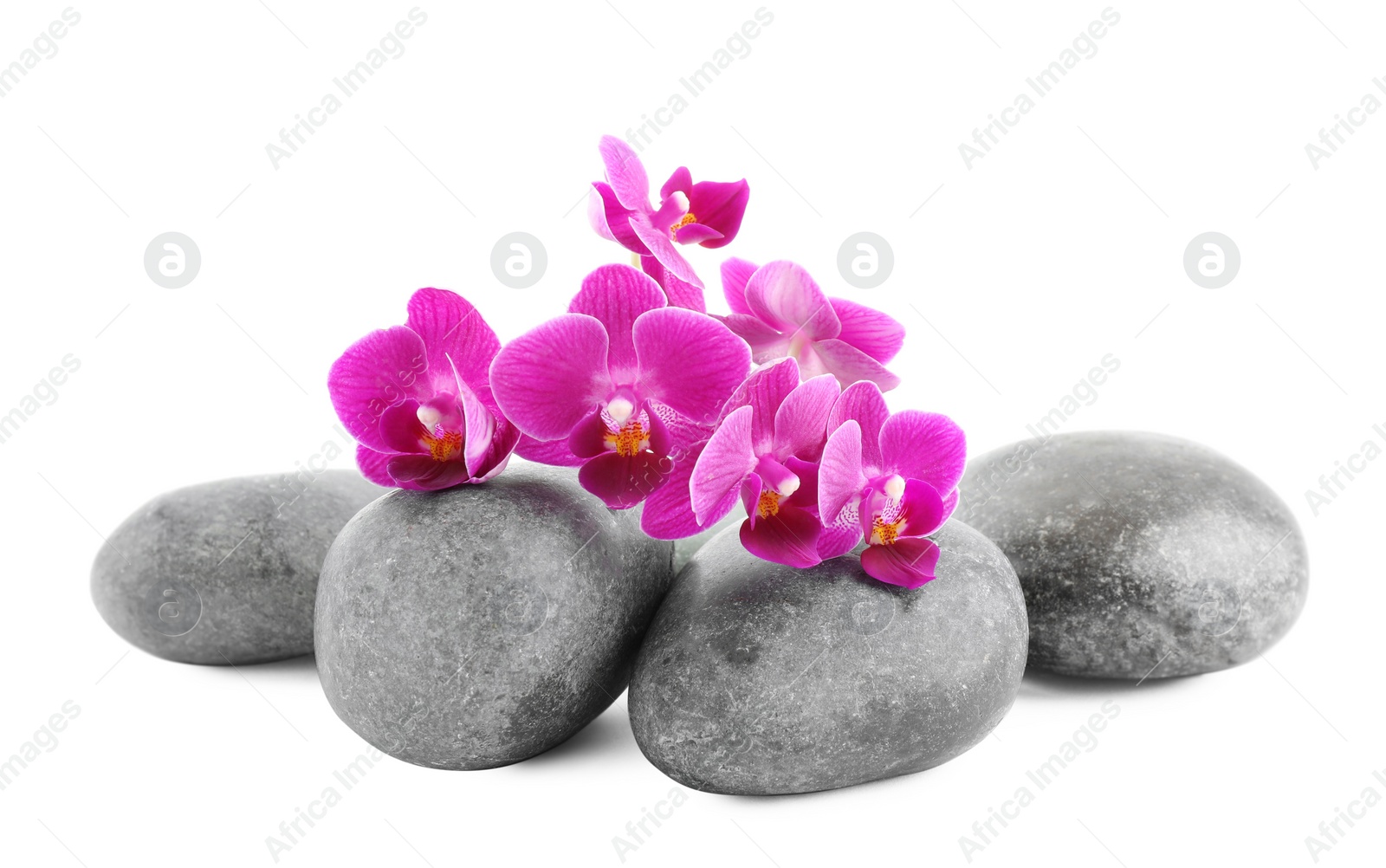 Photo of Orchid with spa stones on white background