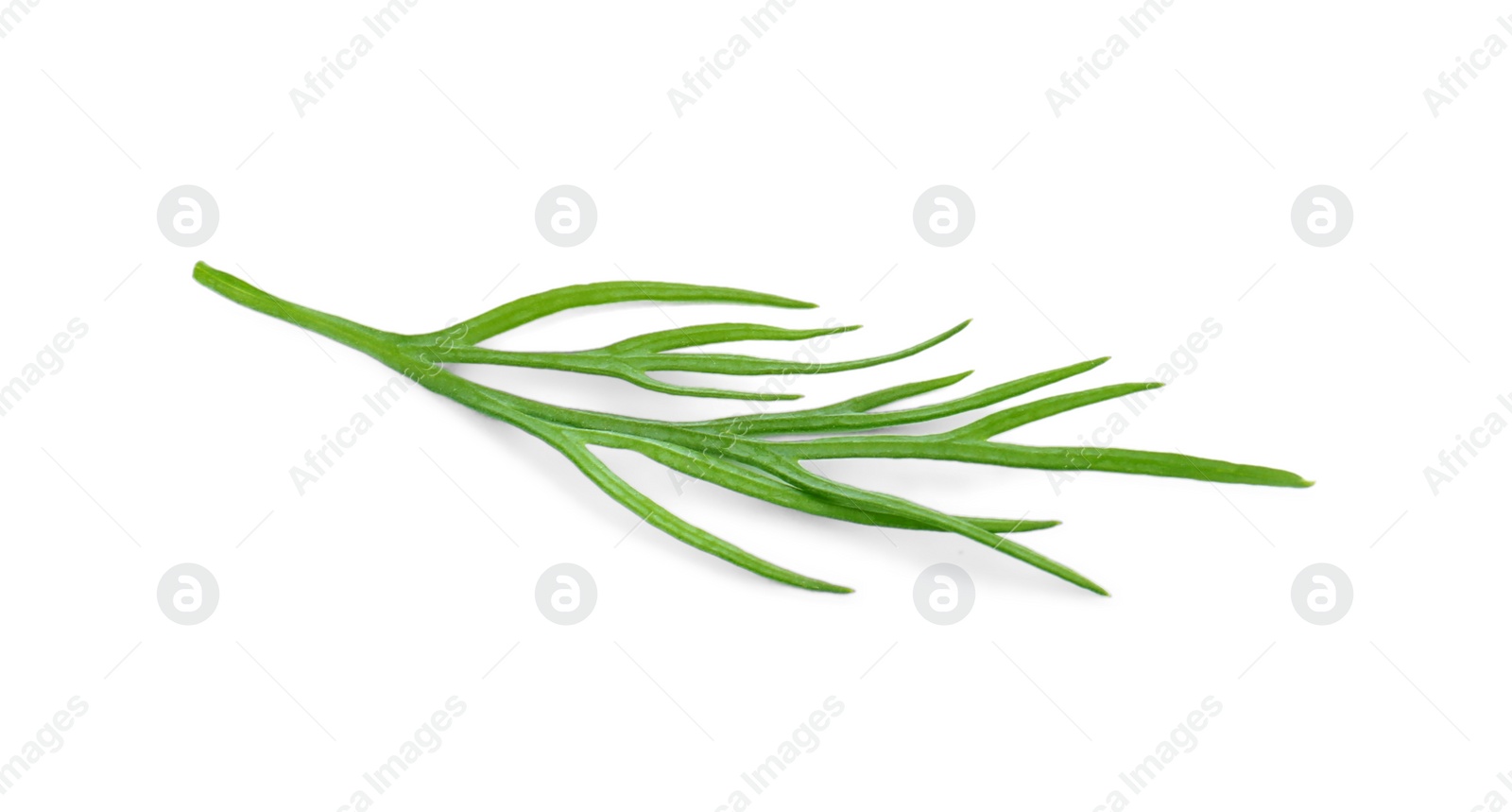 Photo of Sprig of fresh dill isolated on white