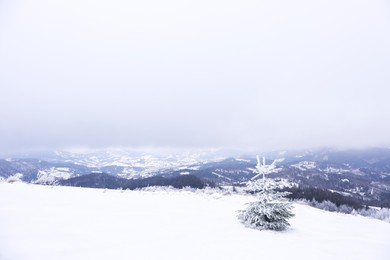 Photo of Beautiful view of fir tree covered with hoarfrost in snowy mountains on winter day