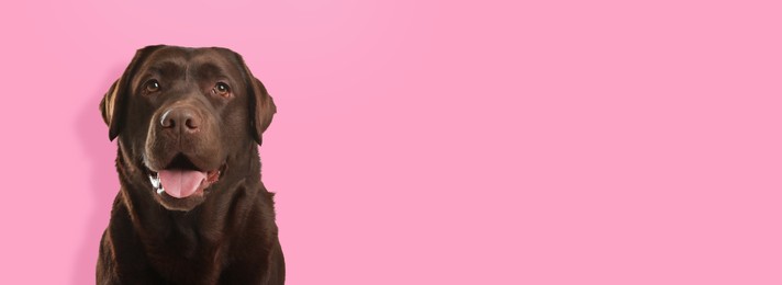 Image of Happy pet. Cute chocolate Labrador Retriever dog smiling on pink background, space for text. Banner design