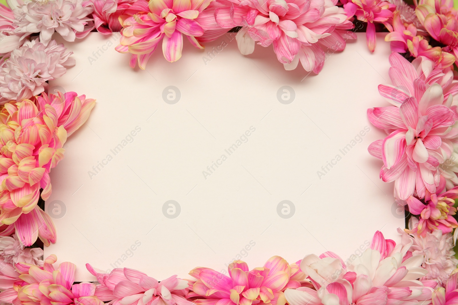 Photo of Frame of beautiful chrysanthemums with blank card, top view. Space for text