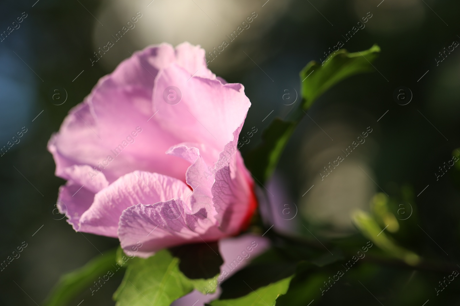 Photo of Beautiful pink hibiscus flower growing outdoors, closeup. Space for text