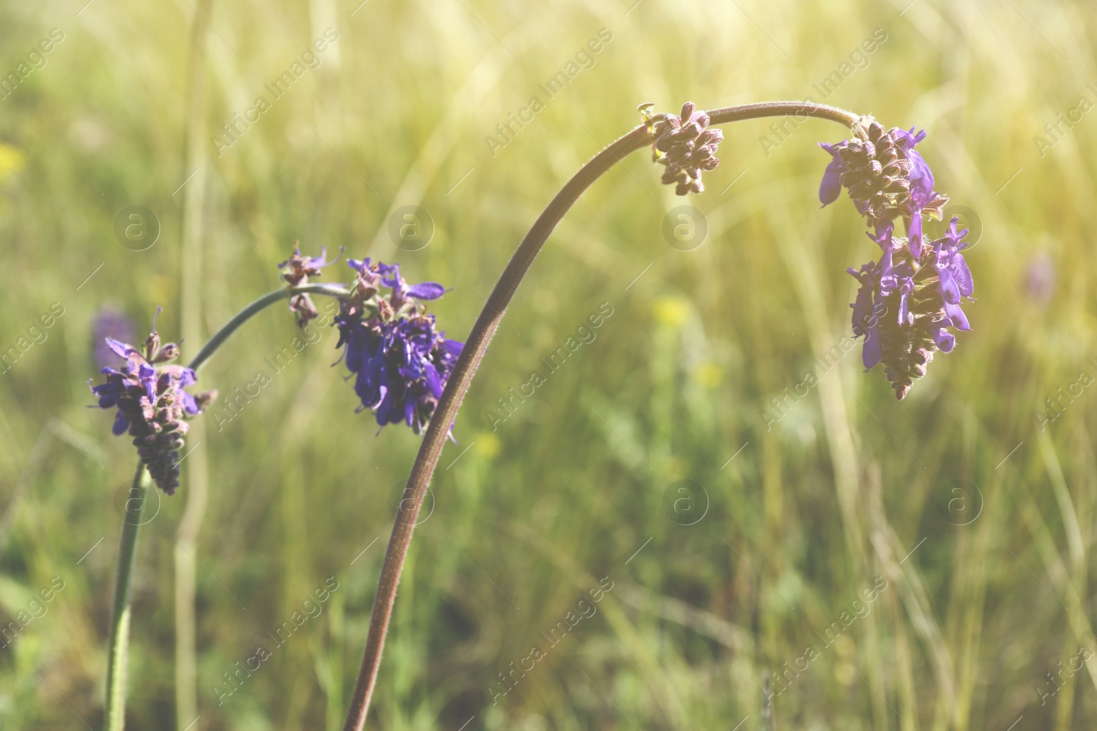 Photo of Beautiful flowers growing in meadow on sunny day