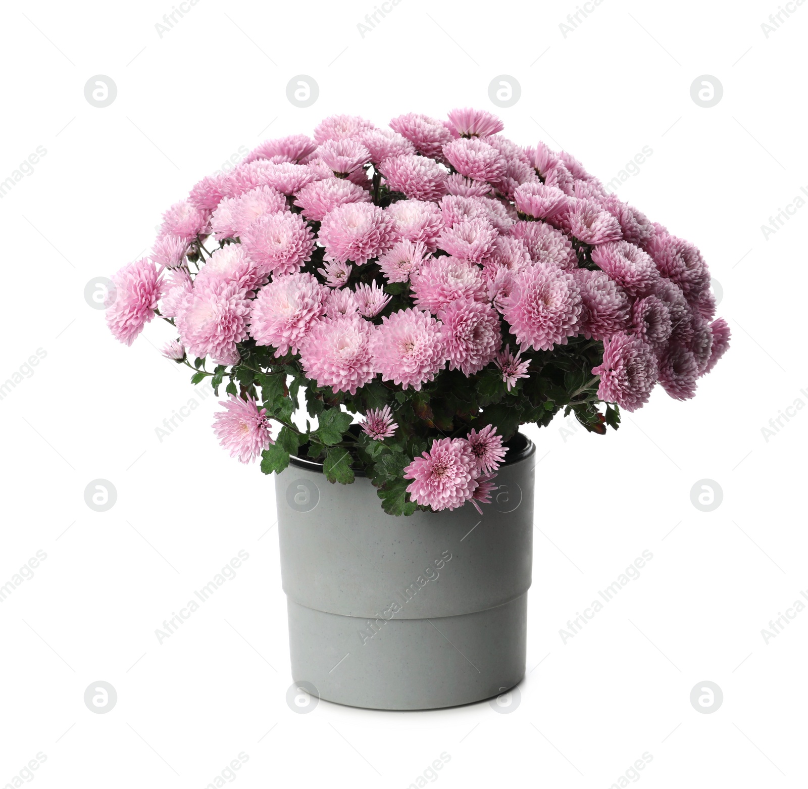 Photo of Beautiful pink chrysanthemum flowers in pot on white background