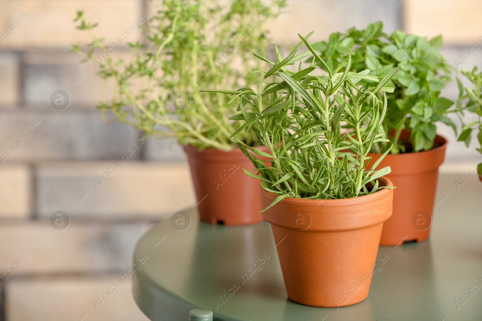 Photo of Pots with fresh rosemary on table against brick wall