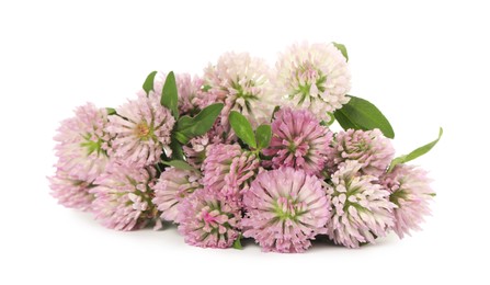 Photo of Beautiful blooming clover flowers on white background