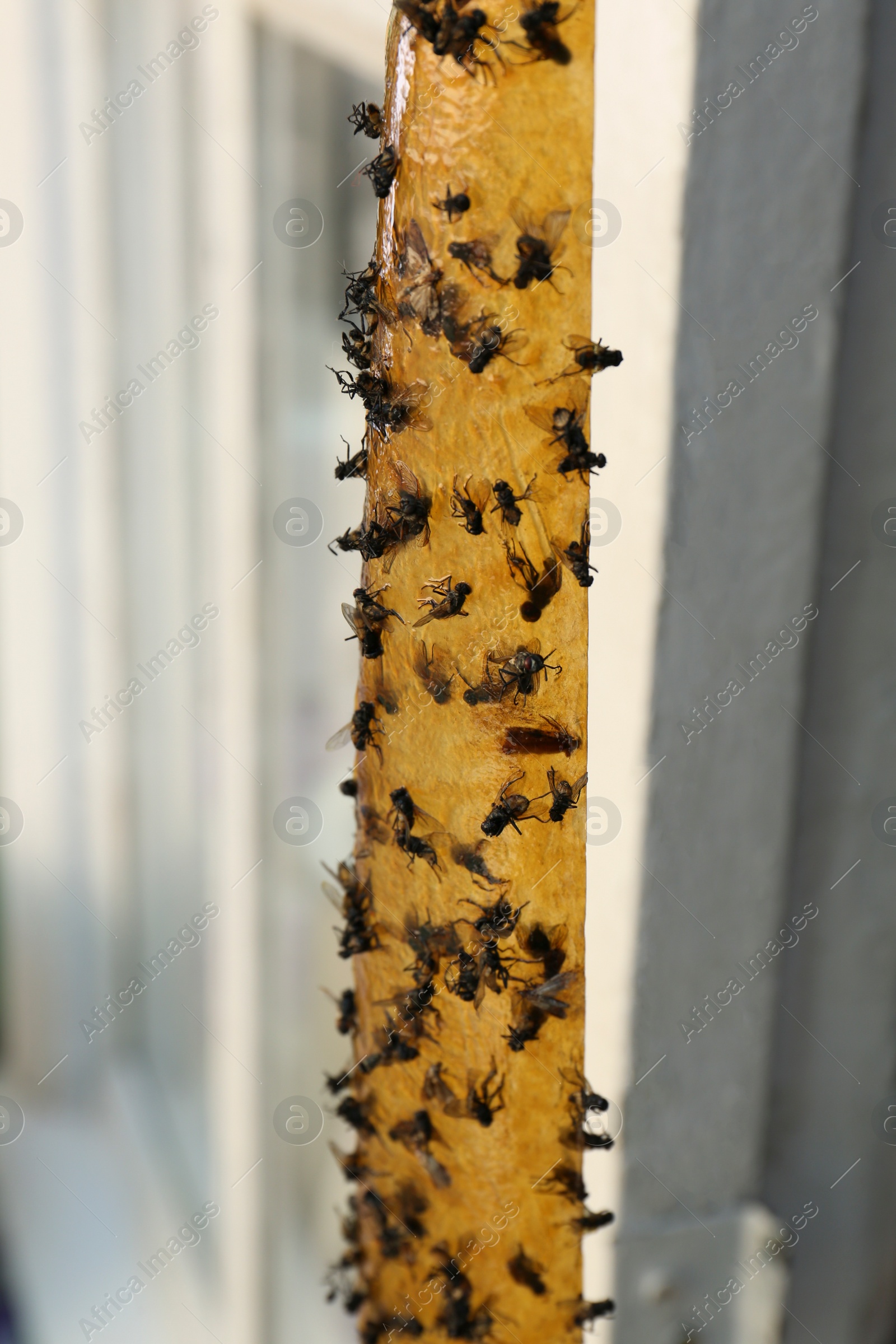 Photo of Sticky insect tape with dead flies on blurred background, closeup