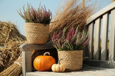 Beautiful heather flowers in pots and pumpkins on wooden bench outdoors