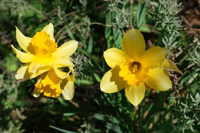 Photo of Beautiful yellow daffodils growing outdoors on spring day